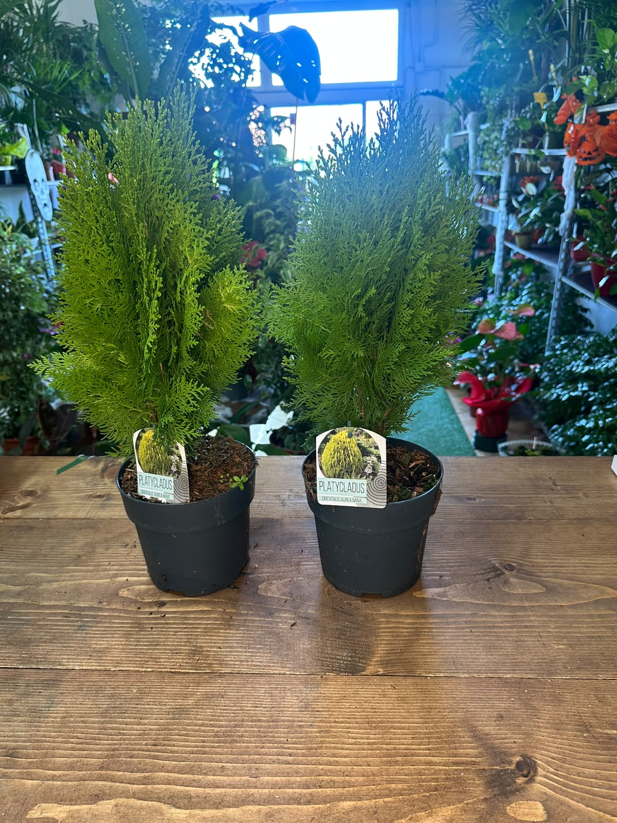 Platycladus