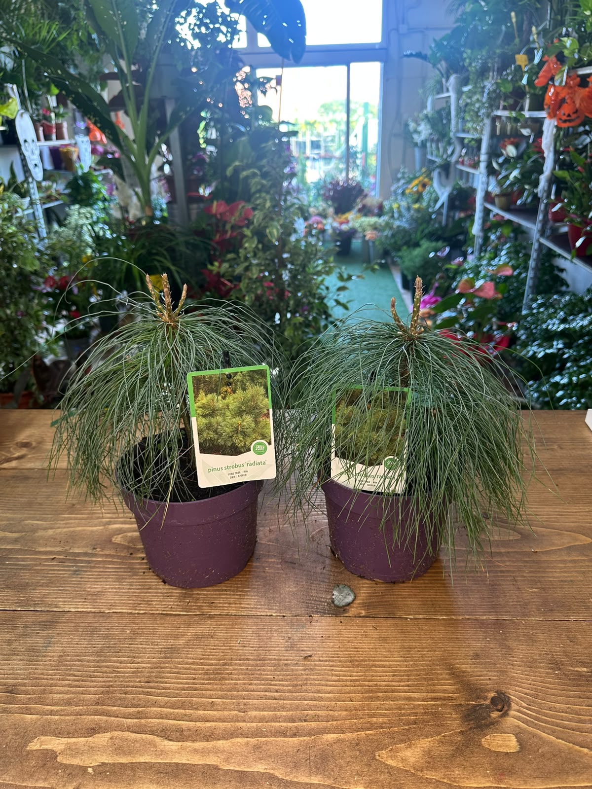 Pinus strobus "radiata"