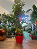 Camelia medium