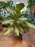 Aglaonema "pianta del buio"