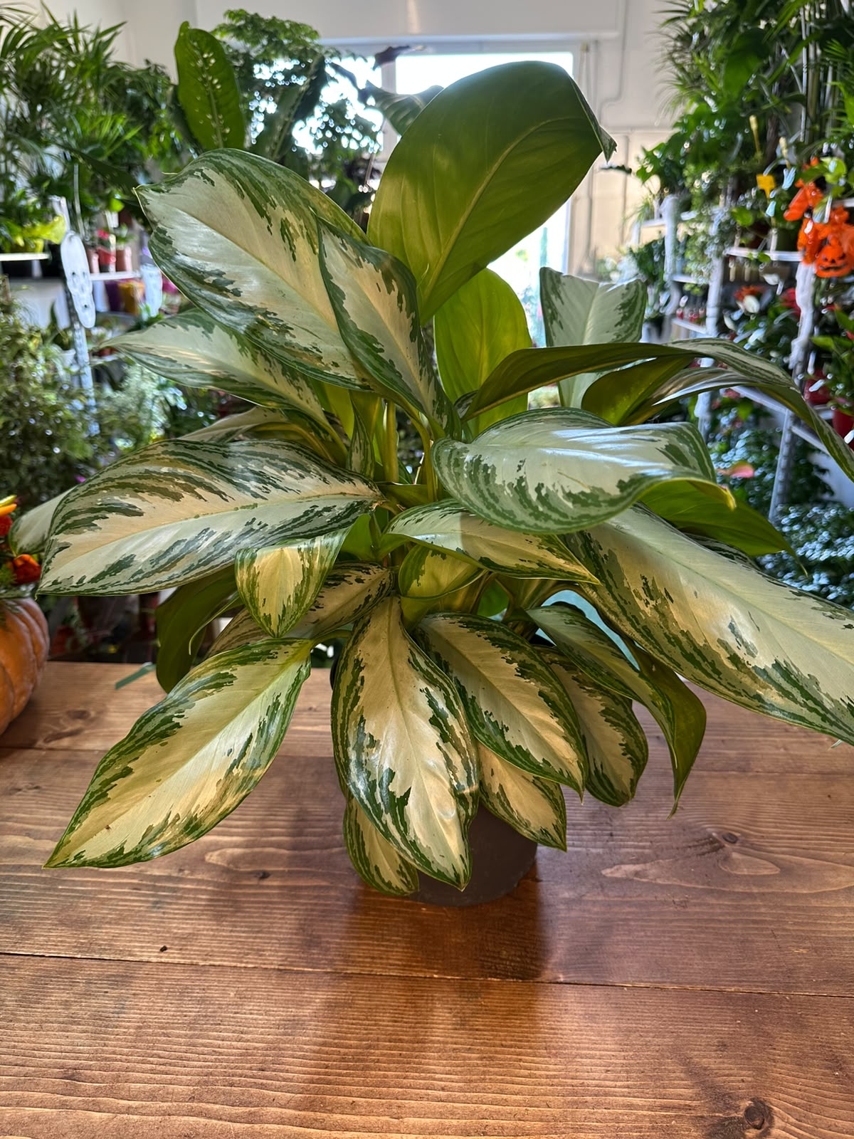 Aglaonema "pianta del buio"
