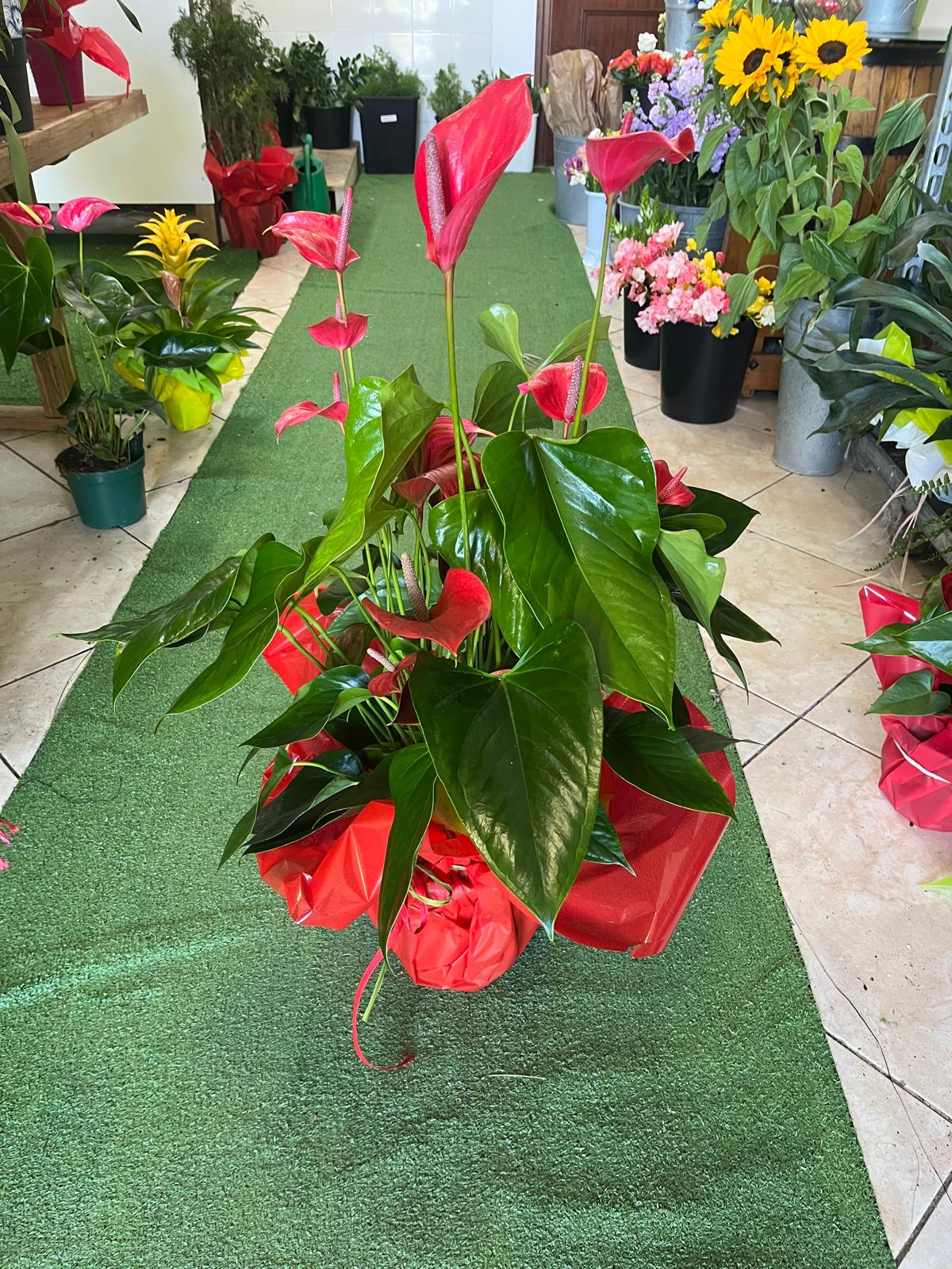 Anthurium confezionato