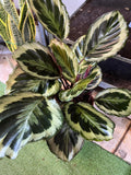 Calathea