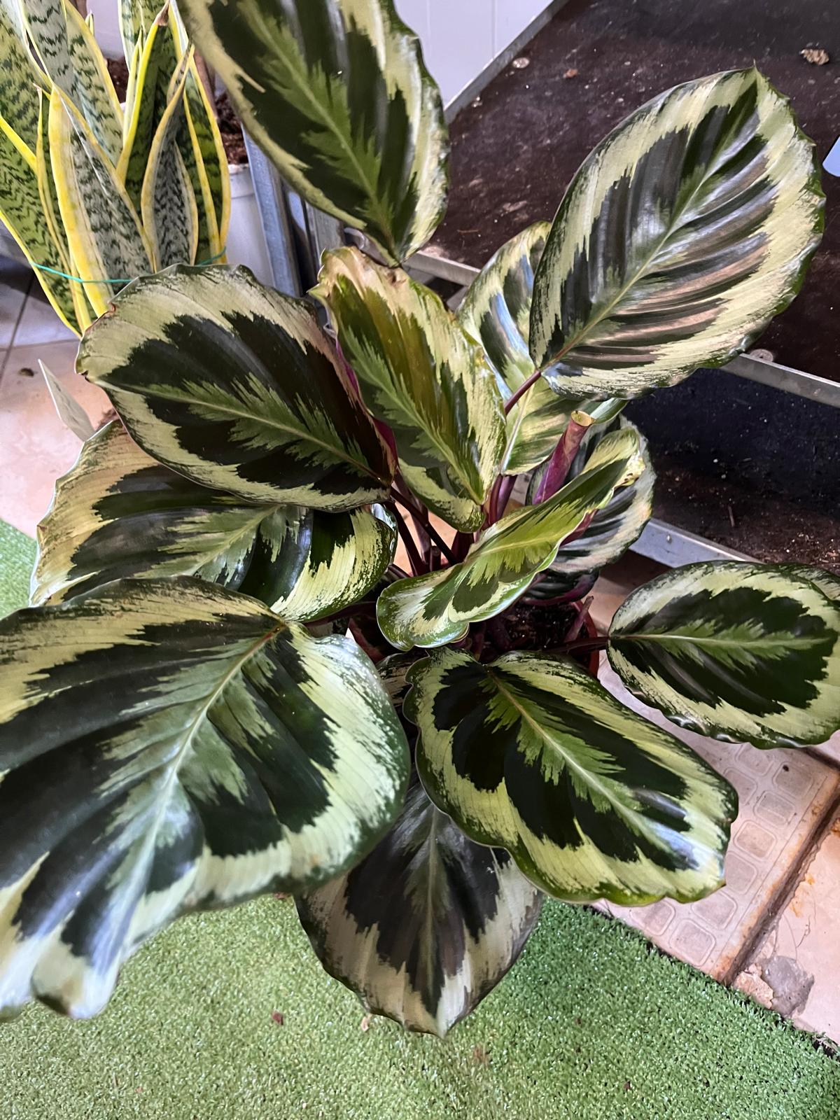 Calathea