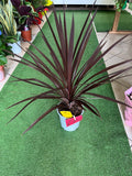 Cordyline