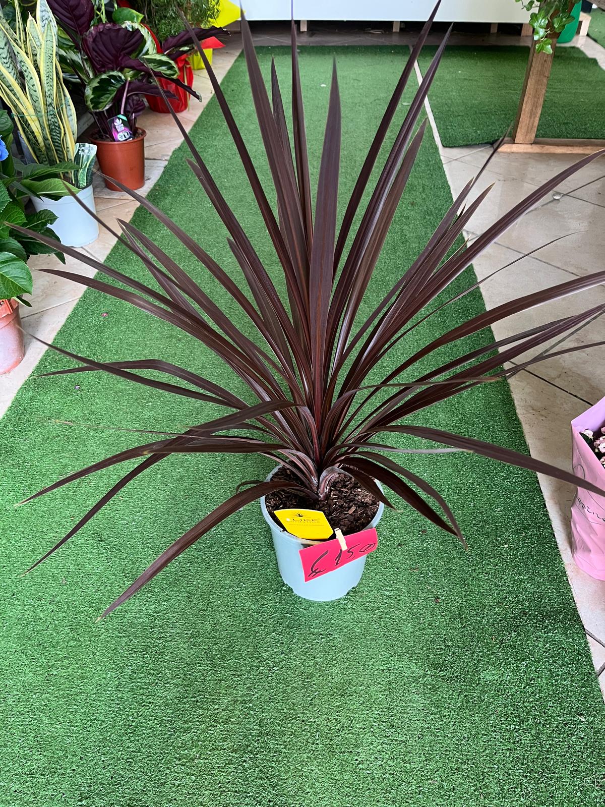 Cordyline