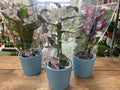 Dendrobium vaso in ceramica