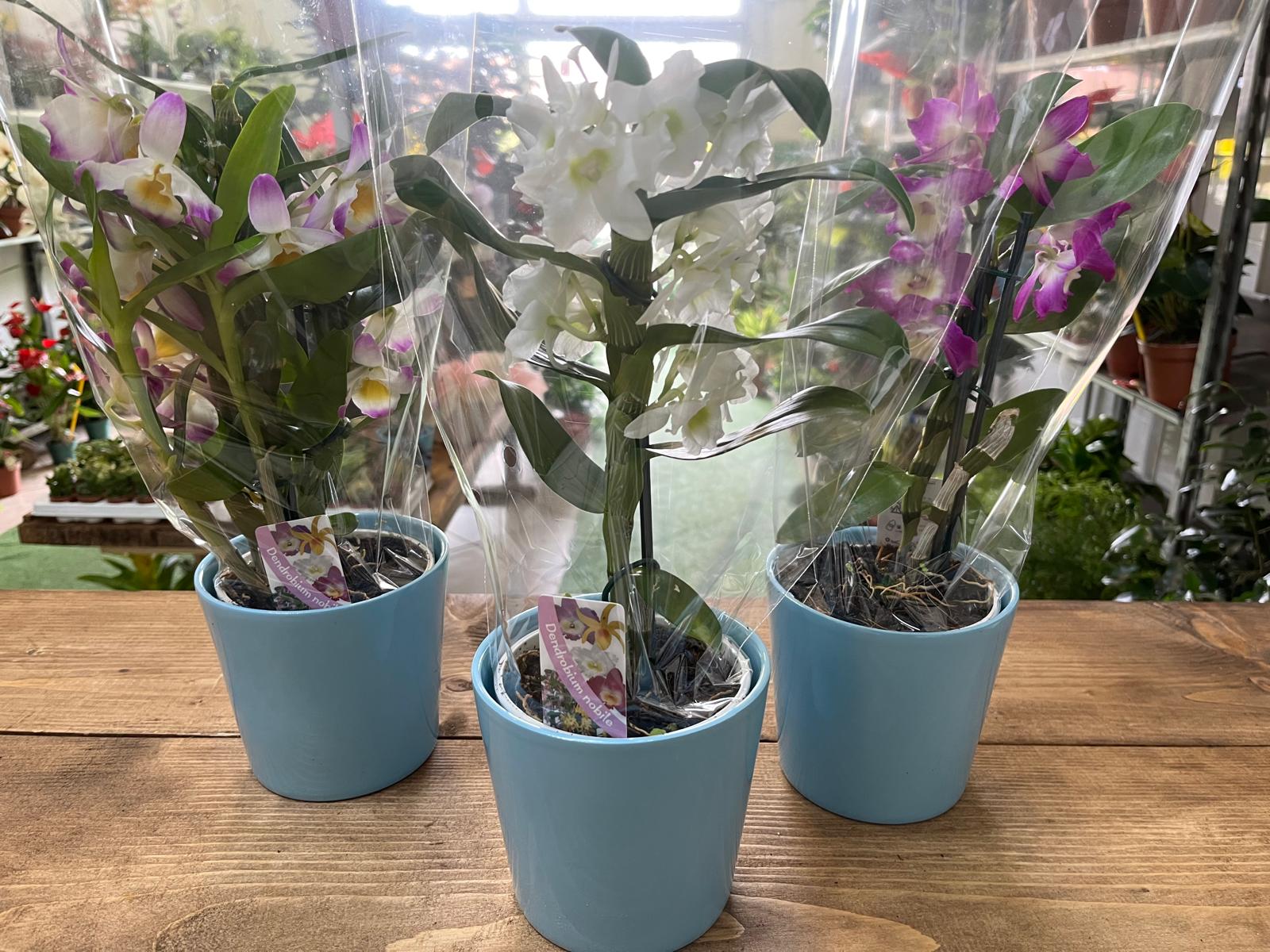 Dendrobium vaso in ceramica