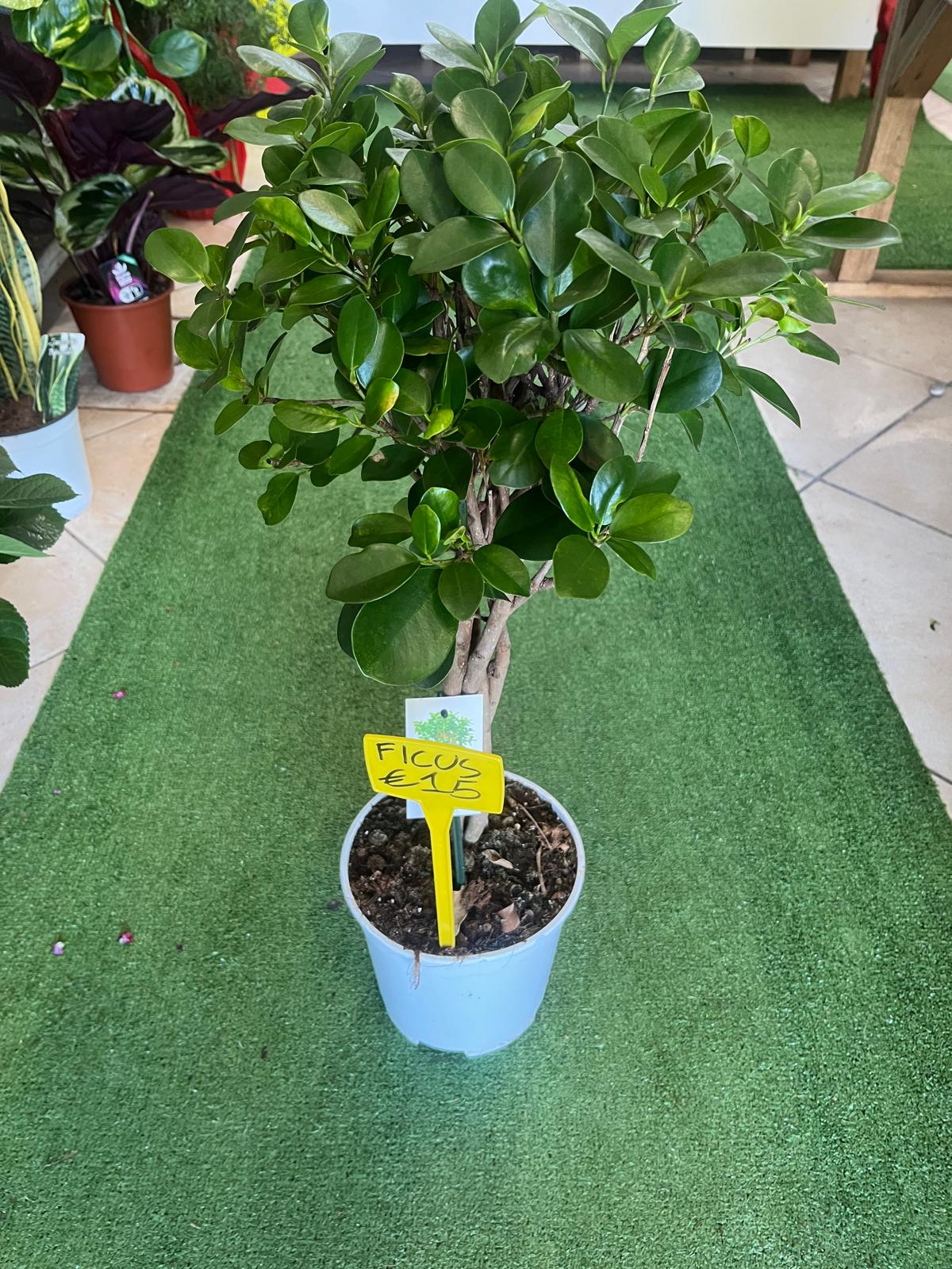 Ficus Moclame