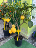 Limone 4 stagioni