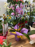 Orchidea confezionata