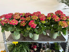 Ortensie