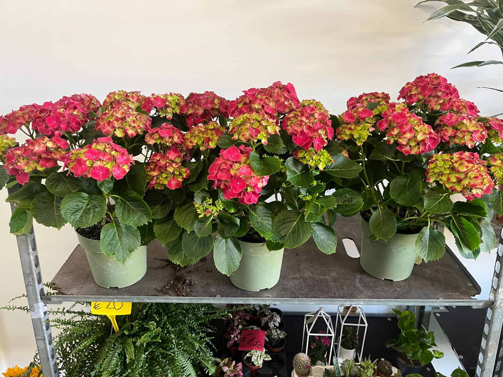 Ortensie