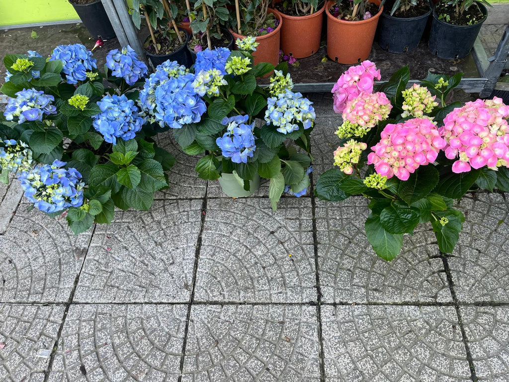 Ortensie