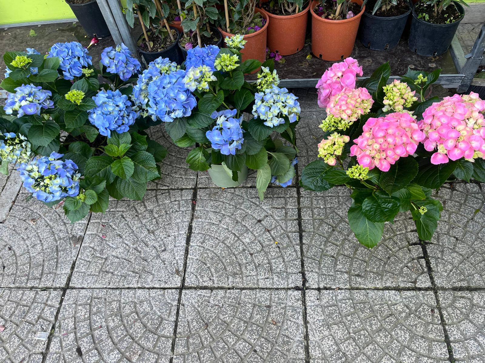 Ortensie