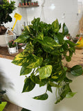 Pothos in basket