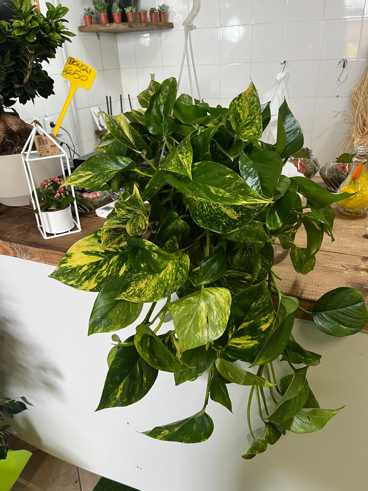 Pothos in basket