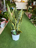 Sanseveria