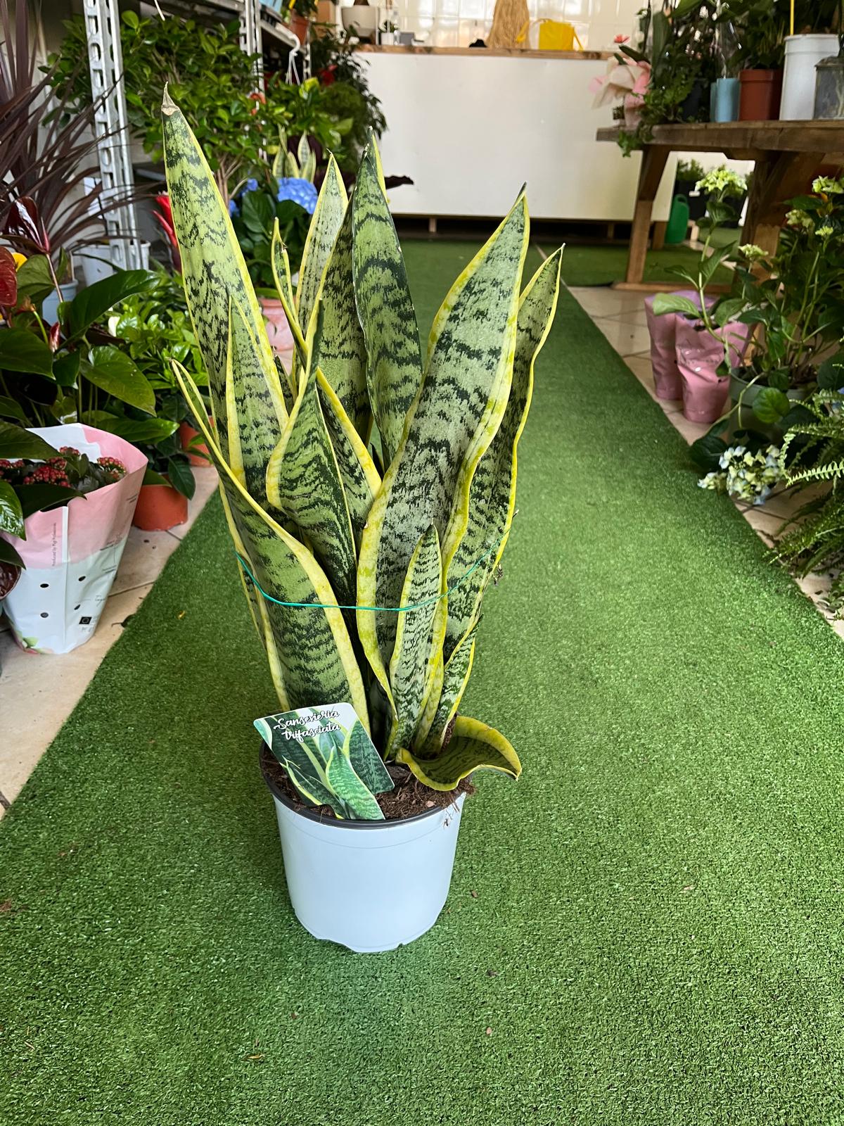 Sanseveria