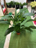 Spathiphyllum