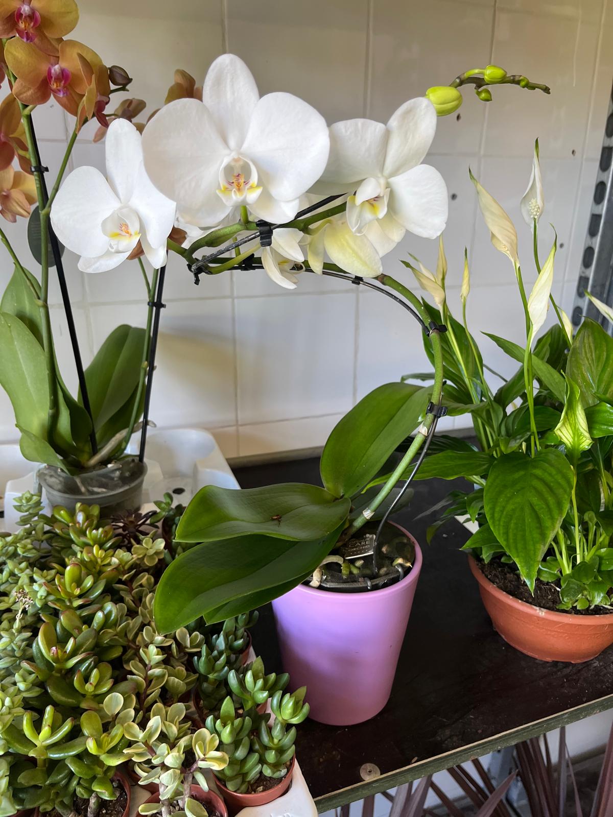 Orchidea spirale vaso in coccio