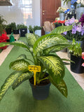 Tropic